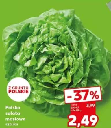 sałata masłowa